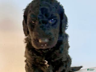 Goldendoodle dogs Bubba - Ad 7