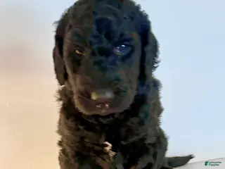 Goldendoodle dogs Bubba - Ad 4