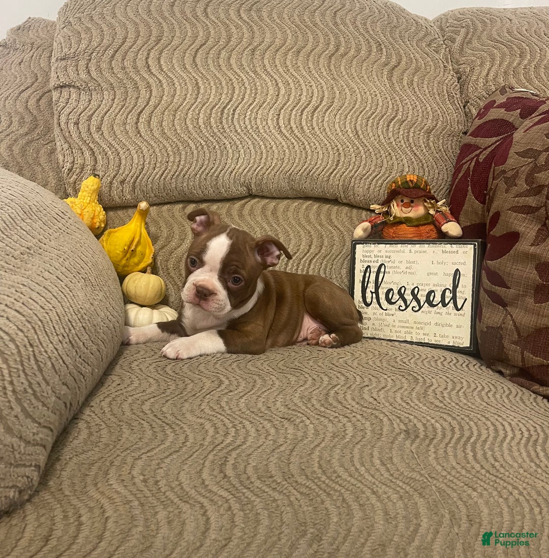 Boston Terrier dogs for sale: Olive - Ad 3