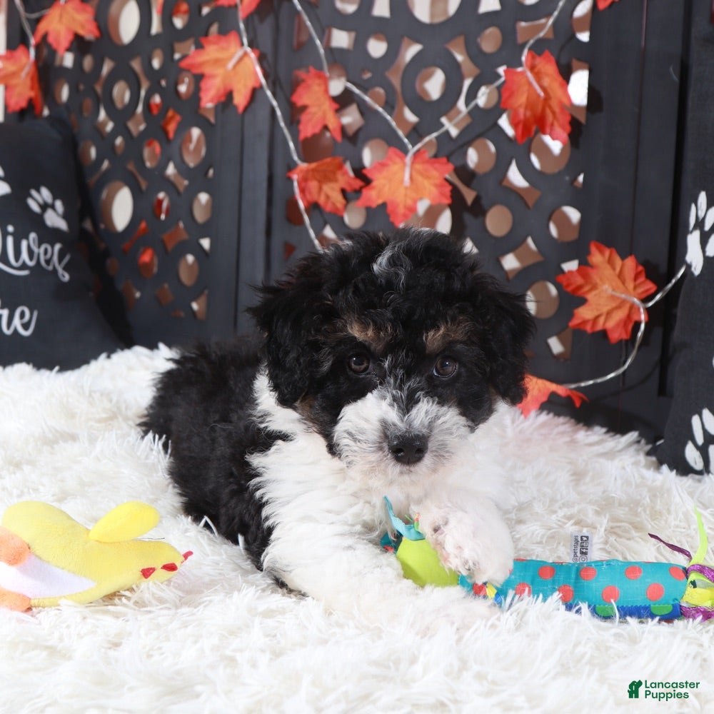 Mini Aussiedoodle dogs Deputy - Ad 23