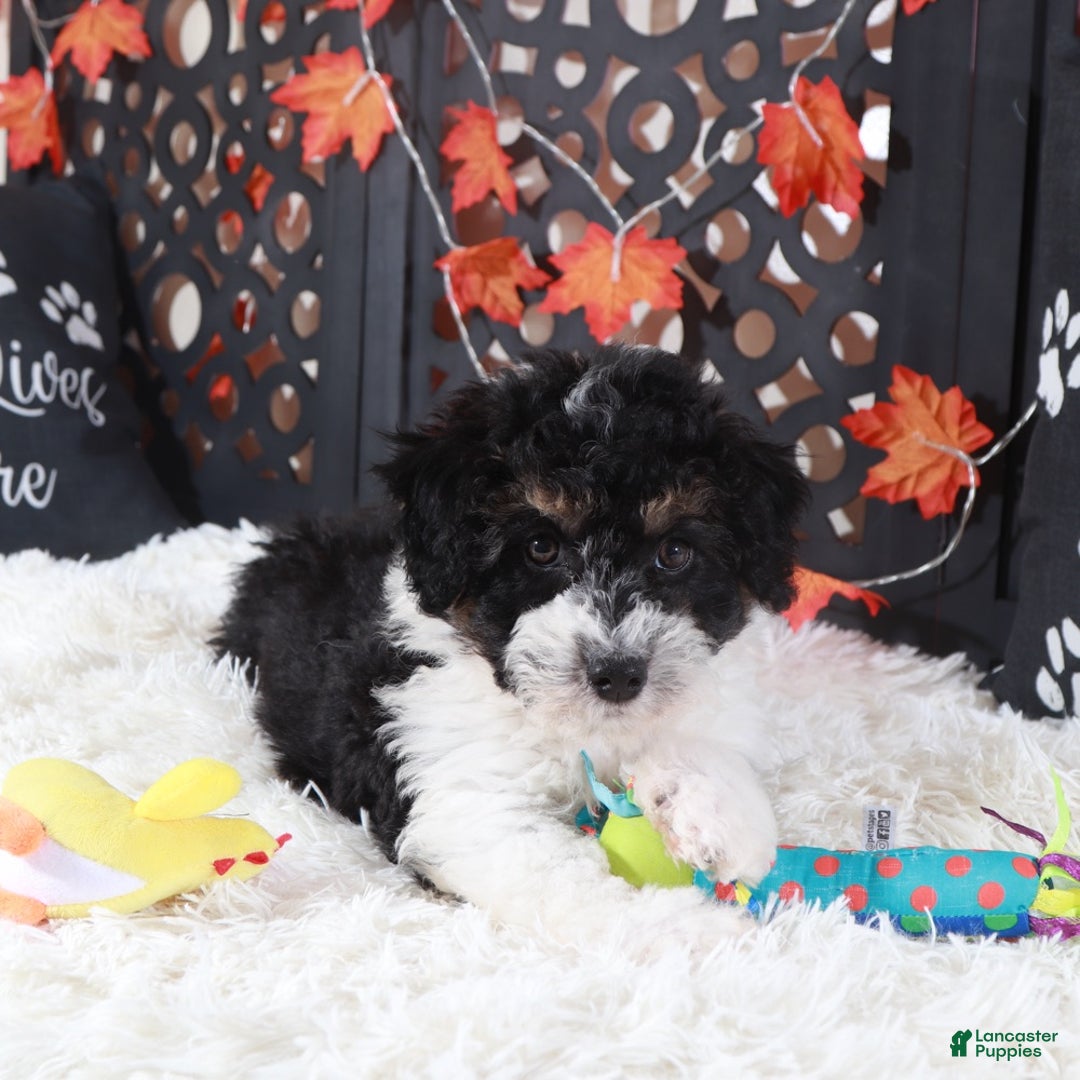 Mini Aussiedoodle dogs for sale: Deputy - Ad 1