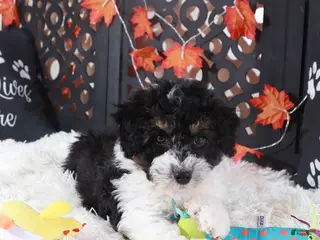 Mini Aussiedoodle dogs Deputy - Ad 26
