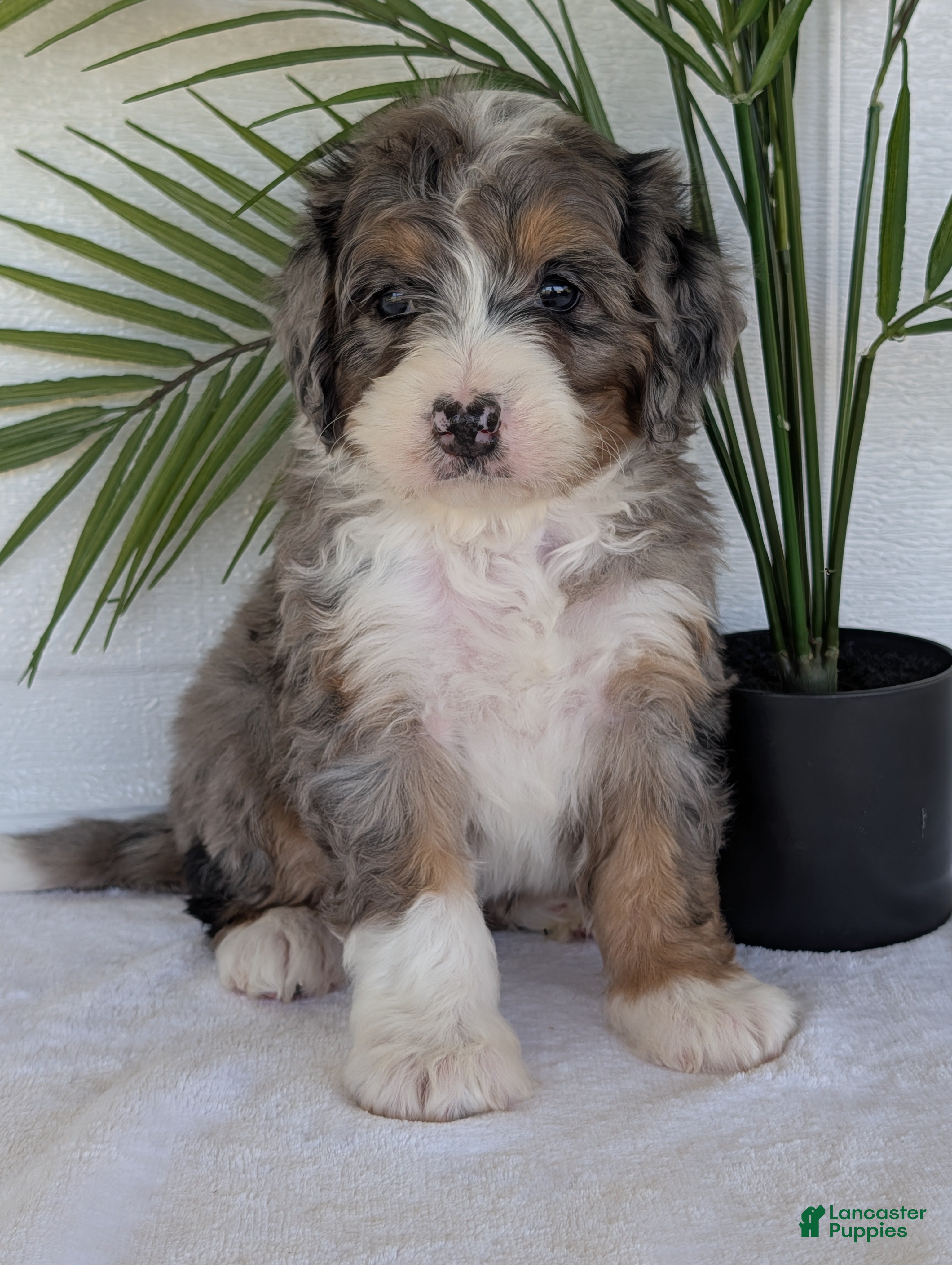 Mini Bernedoodle dogs Mini Abbie - Ad 2
