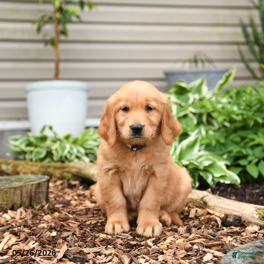Golden Retriever dogs Gloria - Ad 1