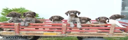 German Shorthaired Pointer dogs for sale: Chase - Ad 5