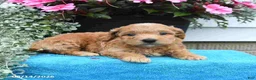 Mini Goldendoodle dogs for sale: Kathy - Ad 3