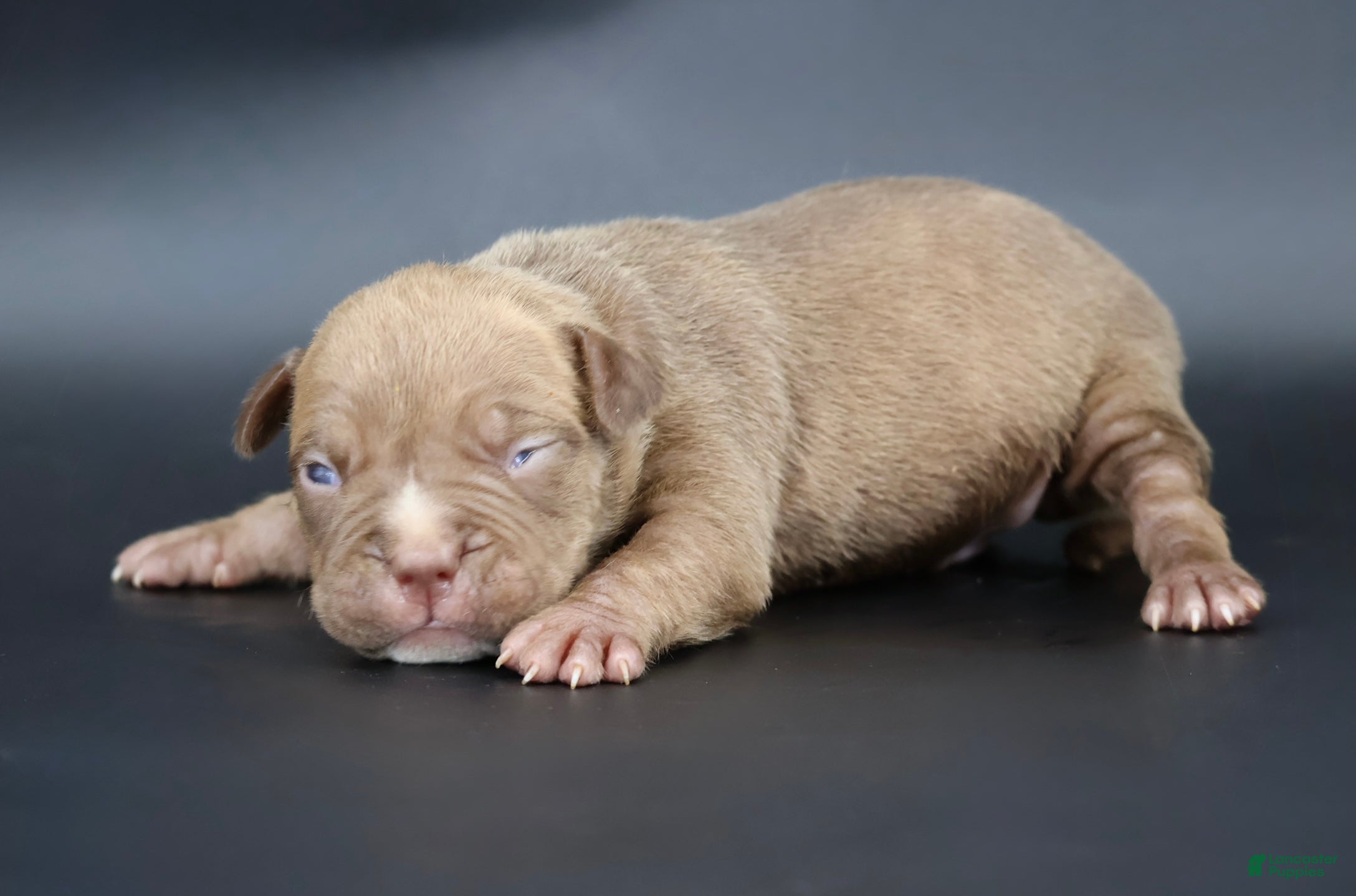 American Bully dogs Ramses - XL - ABKC - Ad 1