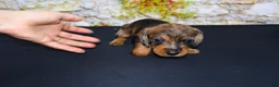 Miniature Dachshund dogs for sale: Horton - Ad 17