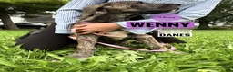 Great Dane dogs for sale: Wenny - Ad 17
