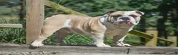 Olde English Bulldogge dogs for sale: Austin - Ad 4
