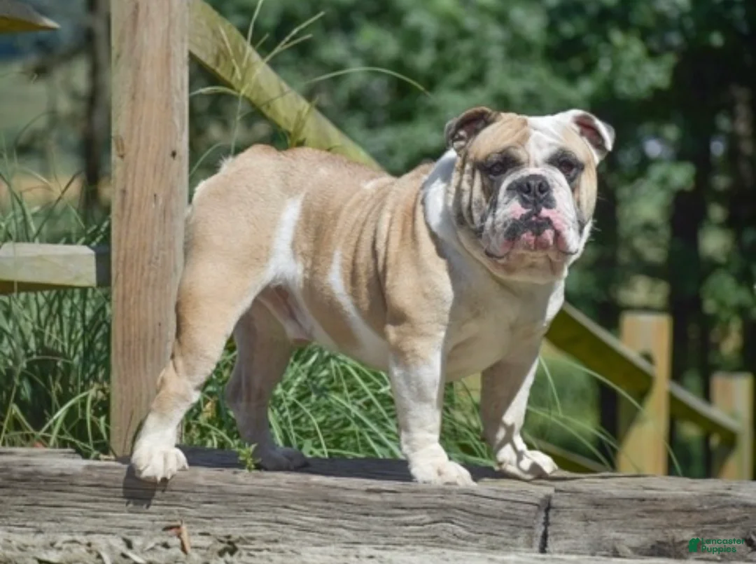 Olde English Bulldogge dogs for sale: Austin - Ad 4