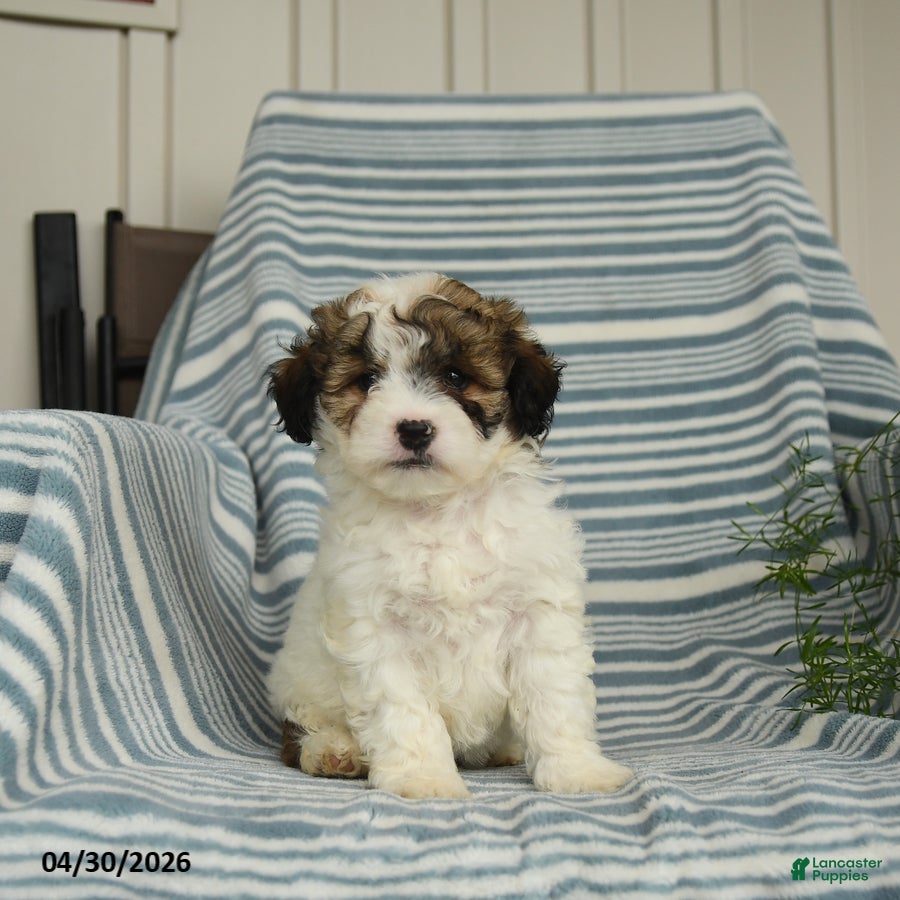 Shihpoo dogs for sale: Sammy - Ad 3