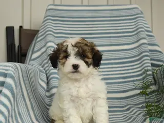 Shihpoo dogs for sale: Sammy - Ad 3