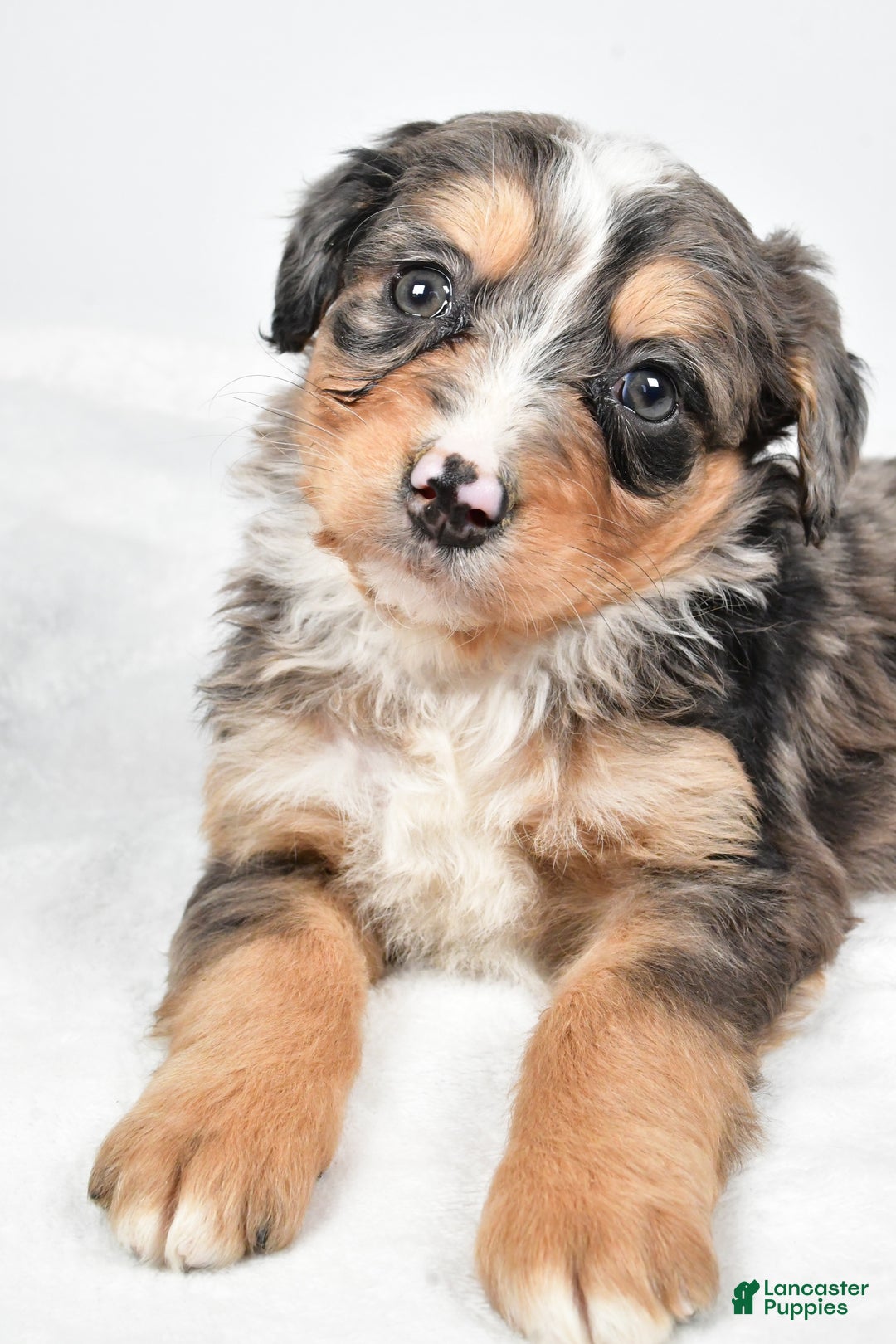 Bernedoodle dogs for sale: Angel - Ad 3