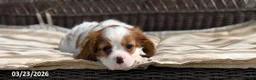 Cavalier King Charles Spaniel dogs for sale: Max - Ad 12