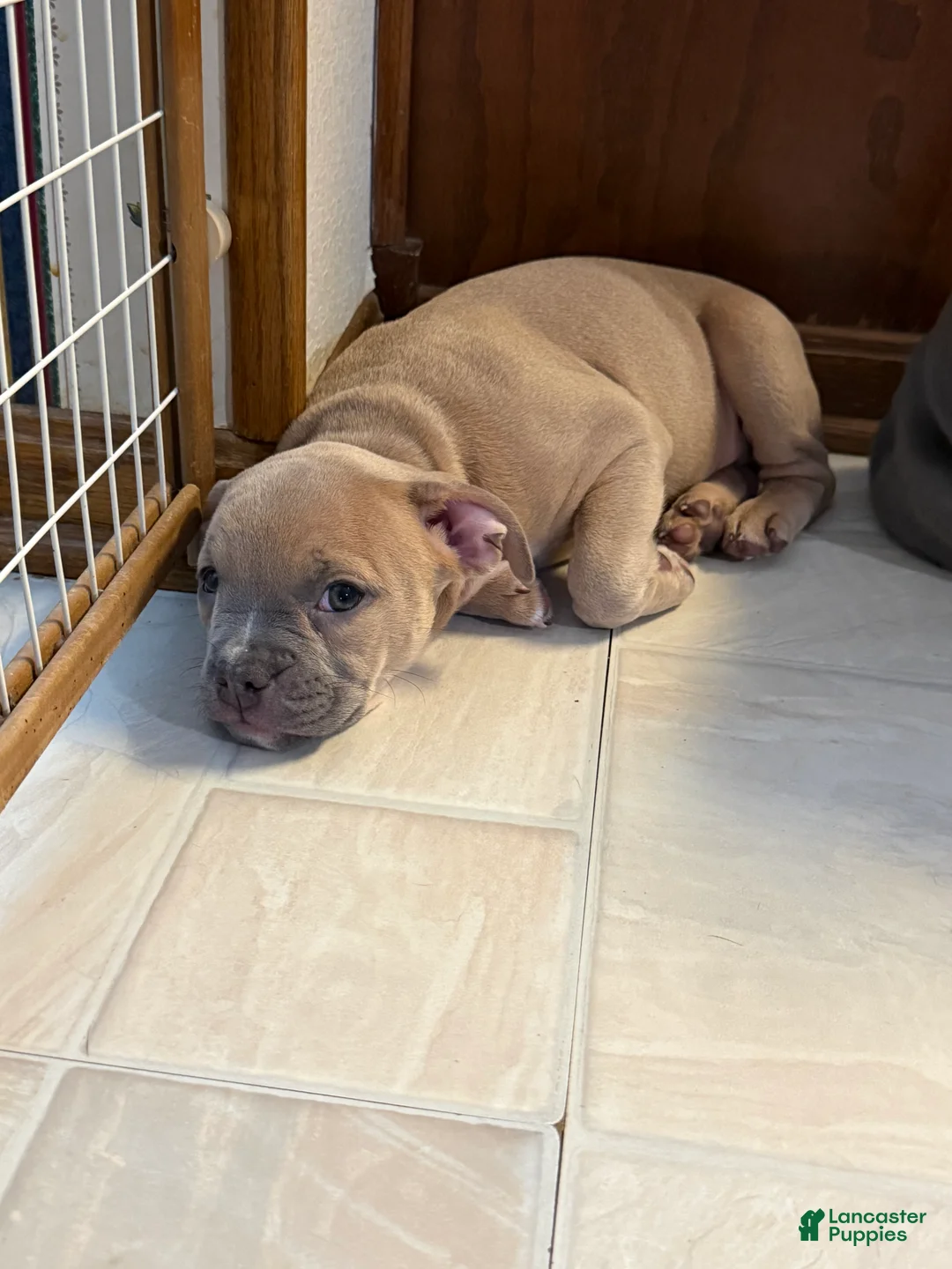 Mixed Breed dogs for sale: Cindy lou - Ad 4