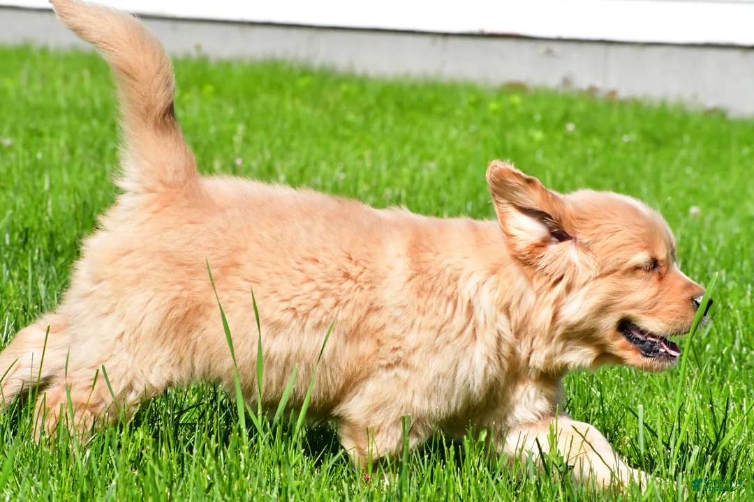 Golden Retriever dogs for sale: Sammy - Ad 9