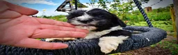 Havapoo dogs for sale: Scout - Ad 3