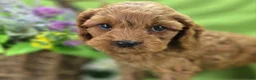 Cockapoo dogs for sale: Nigel - Ad 4