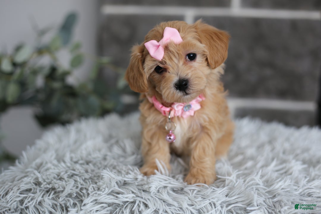 Maltipoo dogs for sale: Joy  - Ad 2