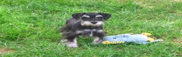 Miniature Schnauzer dogs for sale: Jonah - Ad 5