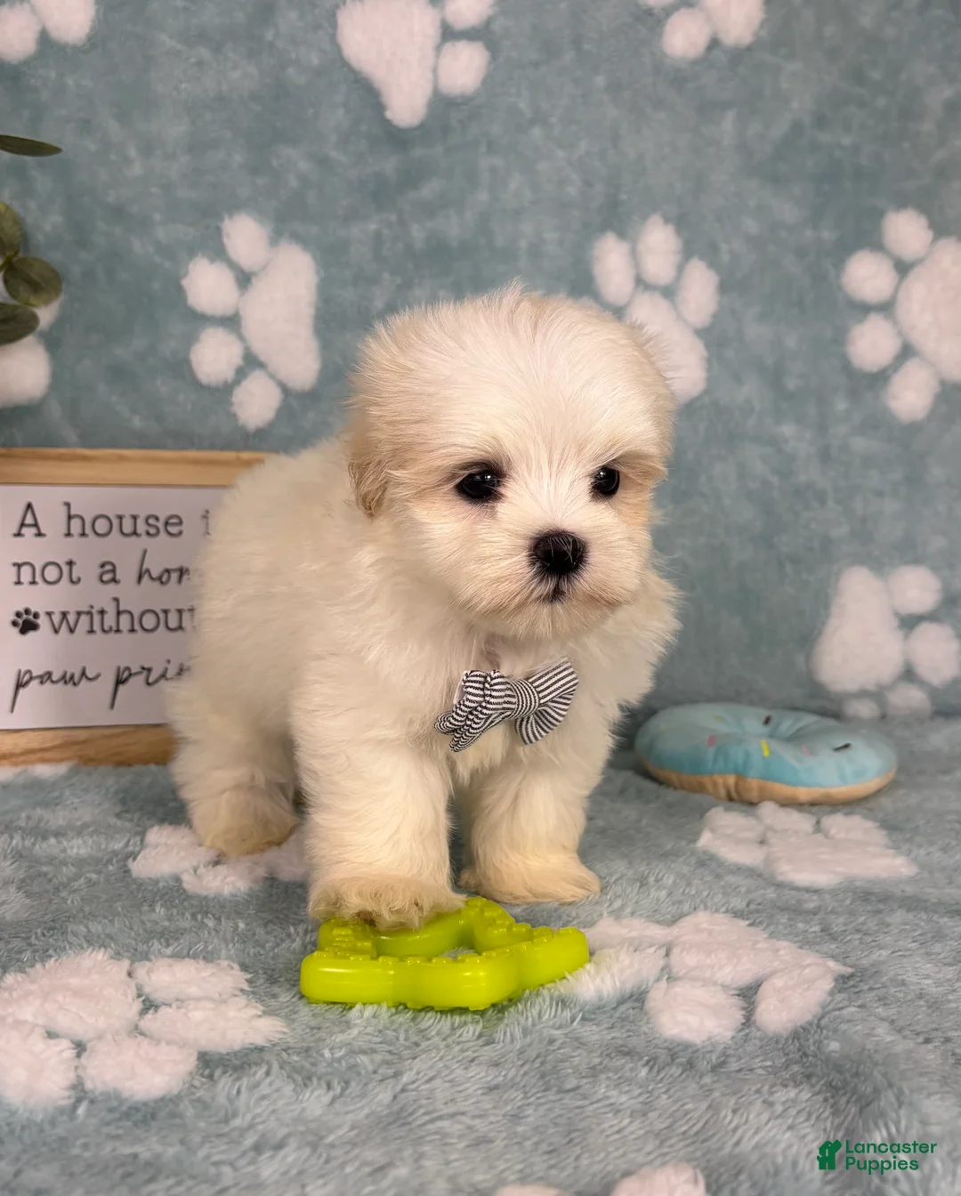 Malshi dogs for sale: Miles - Ad 2