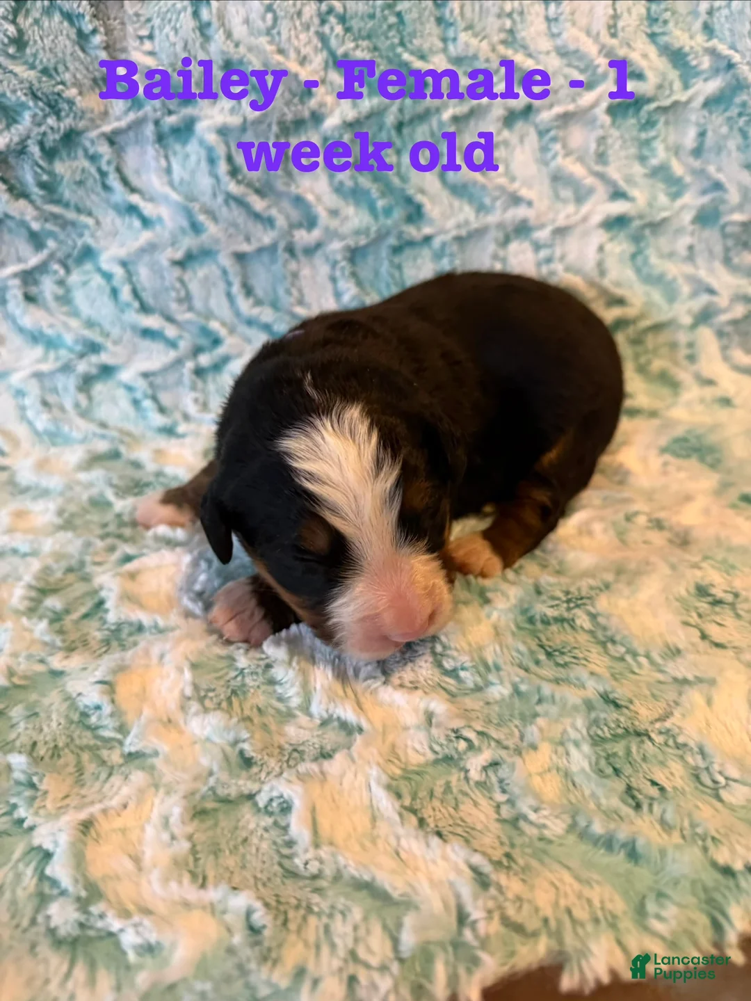 Bernese Mountain Dog dogs for sale: Bailey - Ad 2