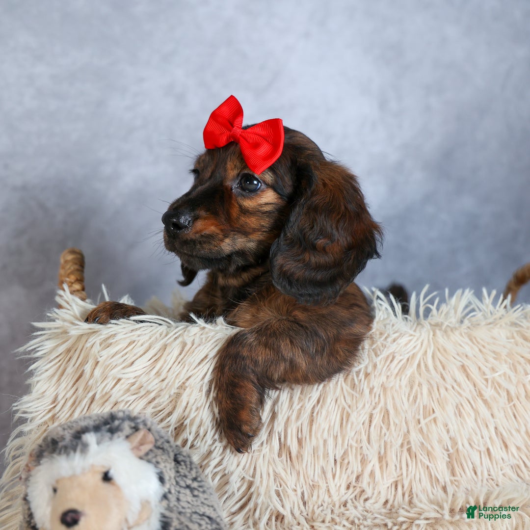 Miniature Dachshund dogs for sale: Felix - Ad 5