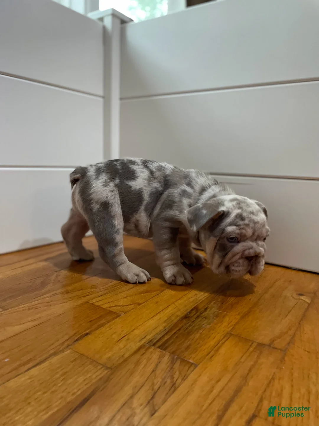 French Bulldog dogs for sale: Dozer - Ad 2