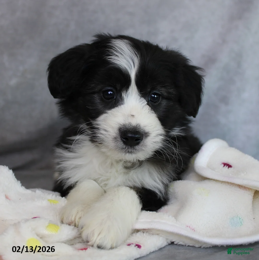 Mini Aussiedoodle dogs for sale: Blake - Ad 3