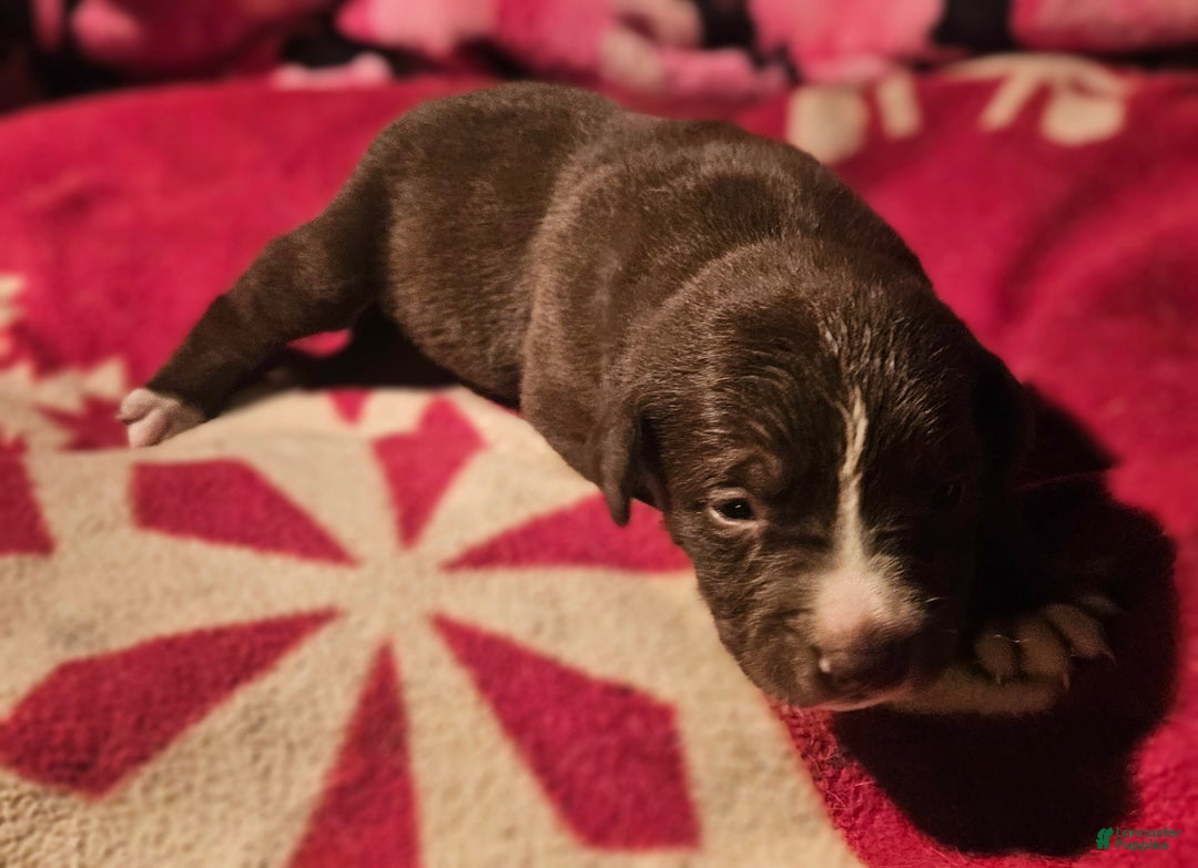 Border Collie dogs for sale: Dori - Ad 2