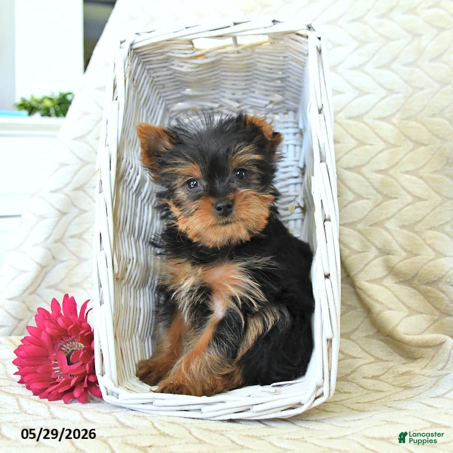 Yorkshire Terrier dogs Janice - Ad 2