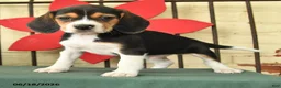 Beagle dogs for sale: Sherlock - Ad 3