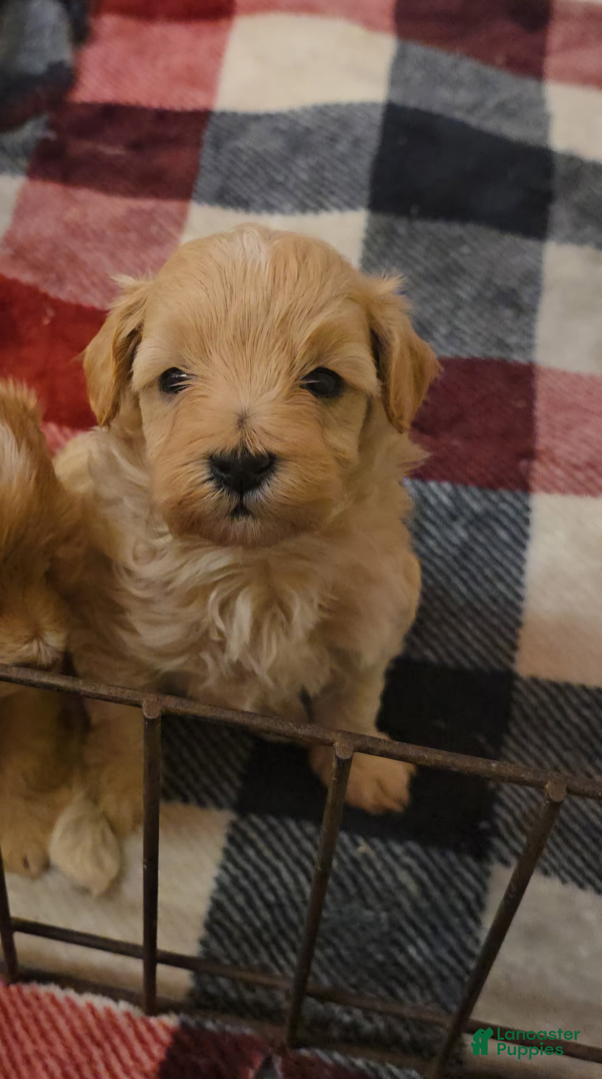 Maltipoo dogs Titan - Ad 25