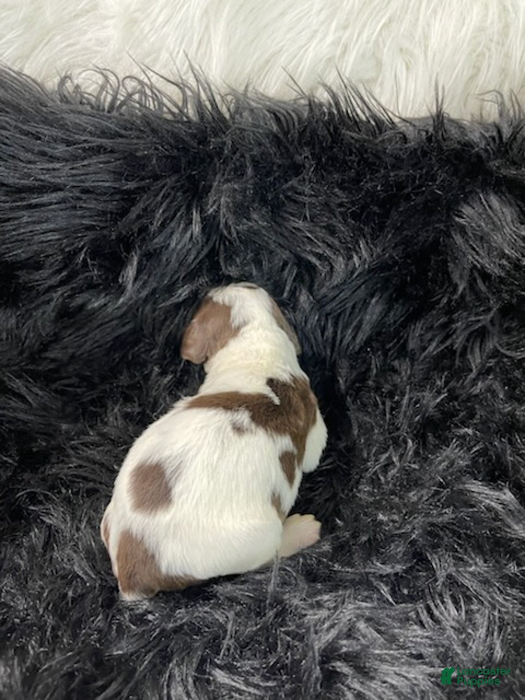 English Springer Spaniel dogs for sale: Rorey - Ad 3