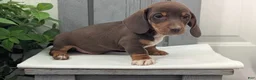 Miniature Dachshund dogs for sale: Max - Ad 5