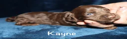 Miniature Dachshund dogs for sale: Kayne - Ad 2