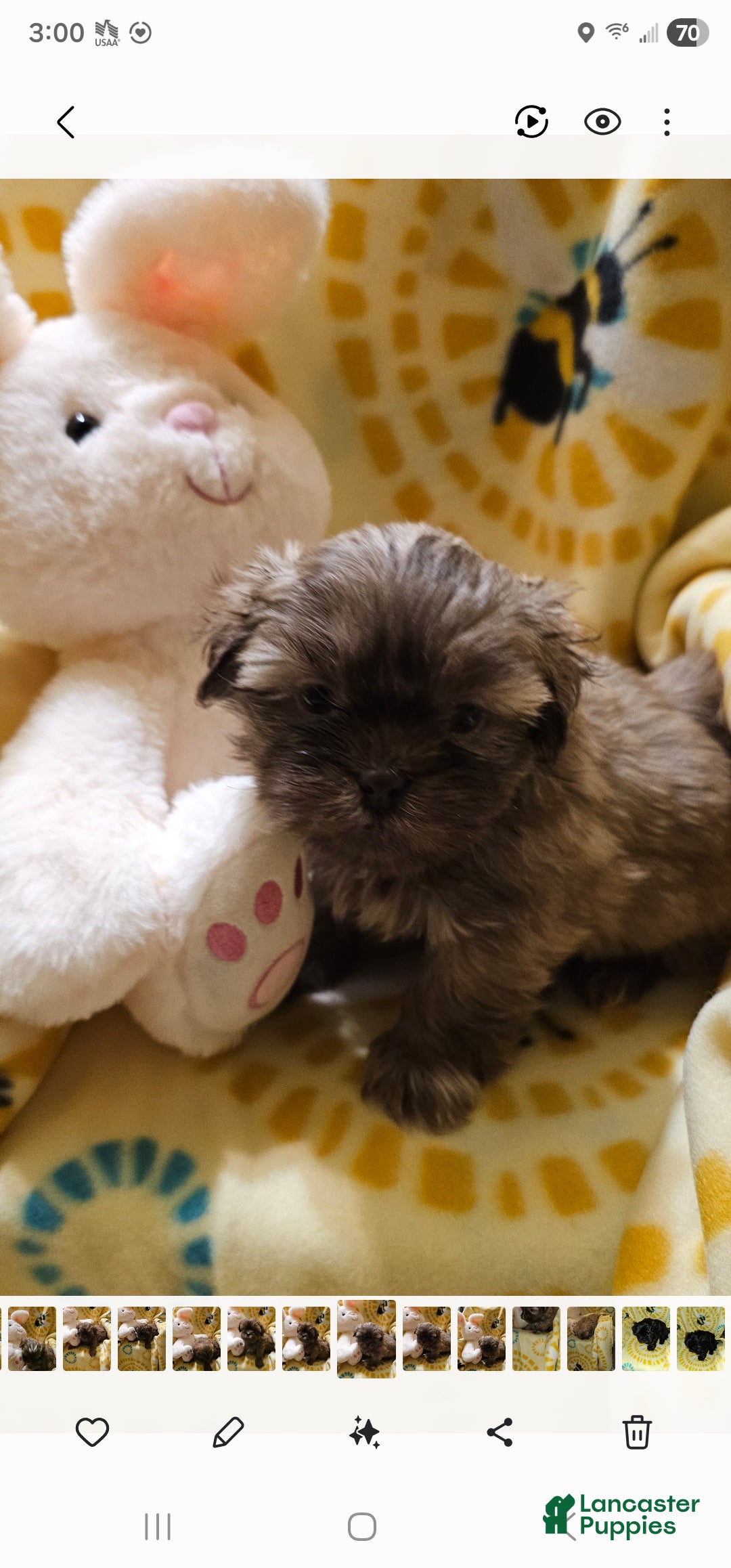 Shih Tzu dogs Candi - Ad 1