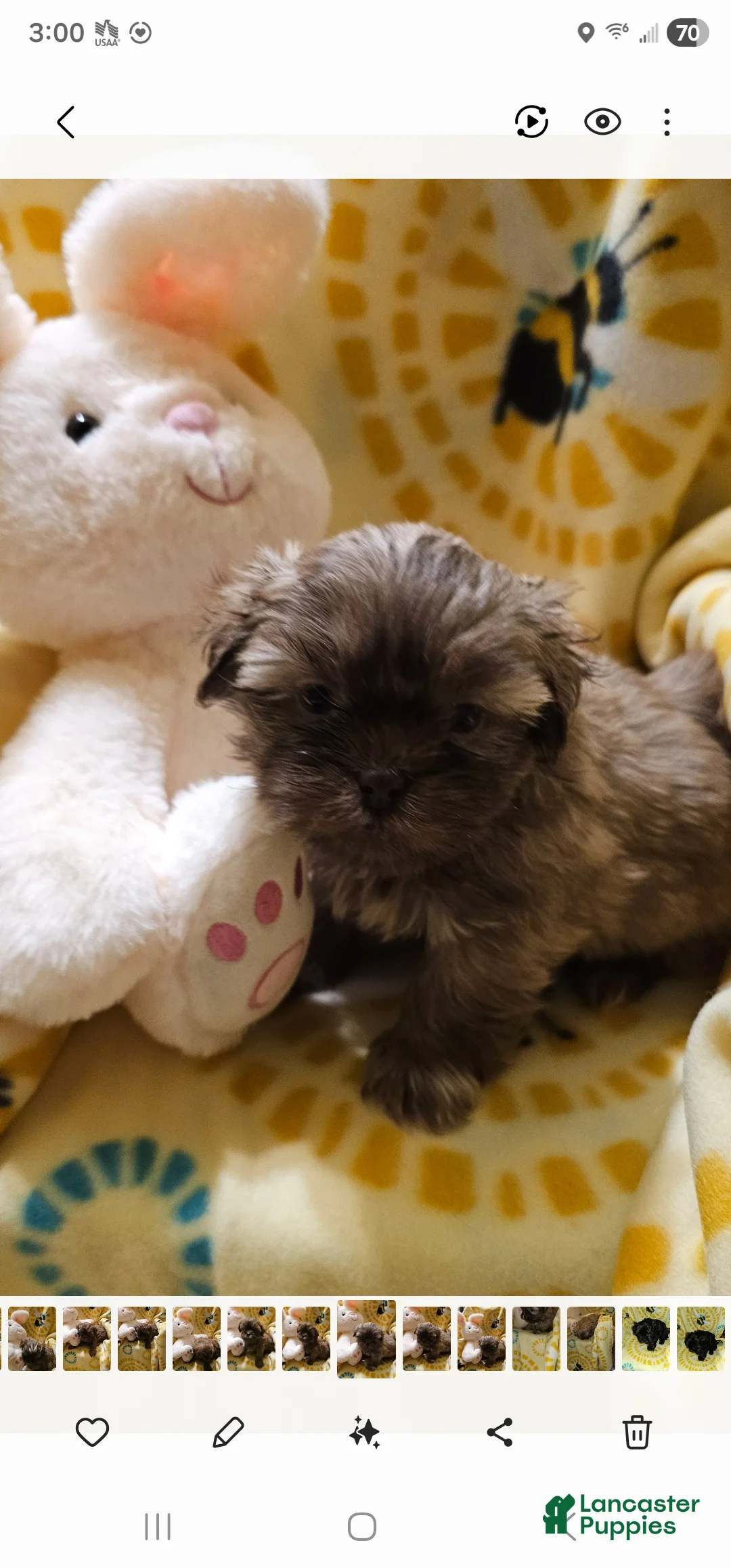 Shih Tzu dogs for sale: Candi - Ad 1