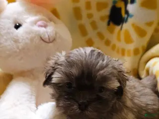 Shih Tzu dogs for sale: Candi - Ad 4