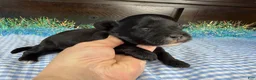 Havapoo dogs for sale: Havapoo 1 - Ad 3