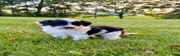 Portuguese Water Dog dogs for sale: Cooper - Ad 6