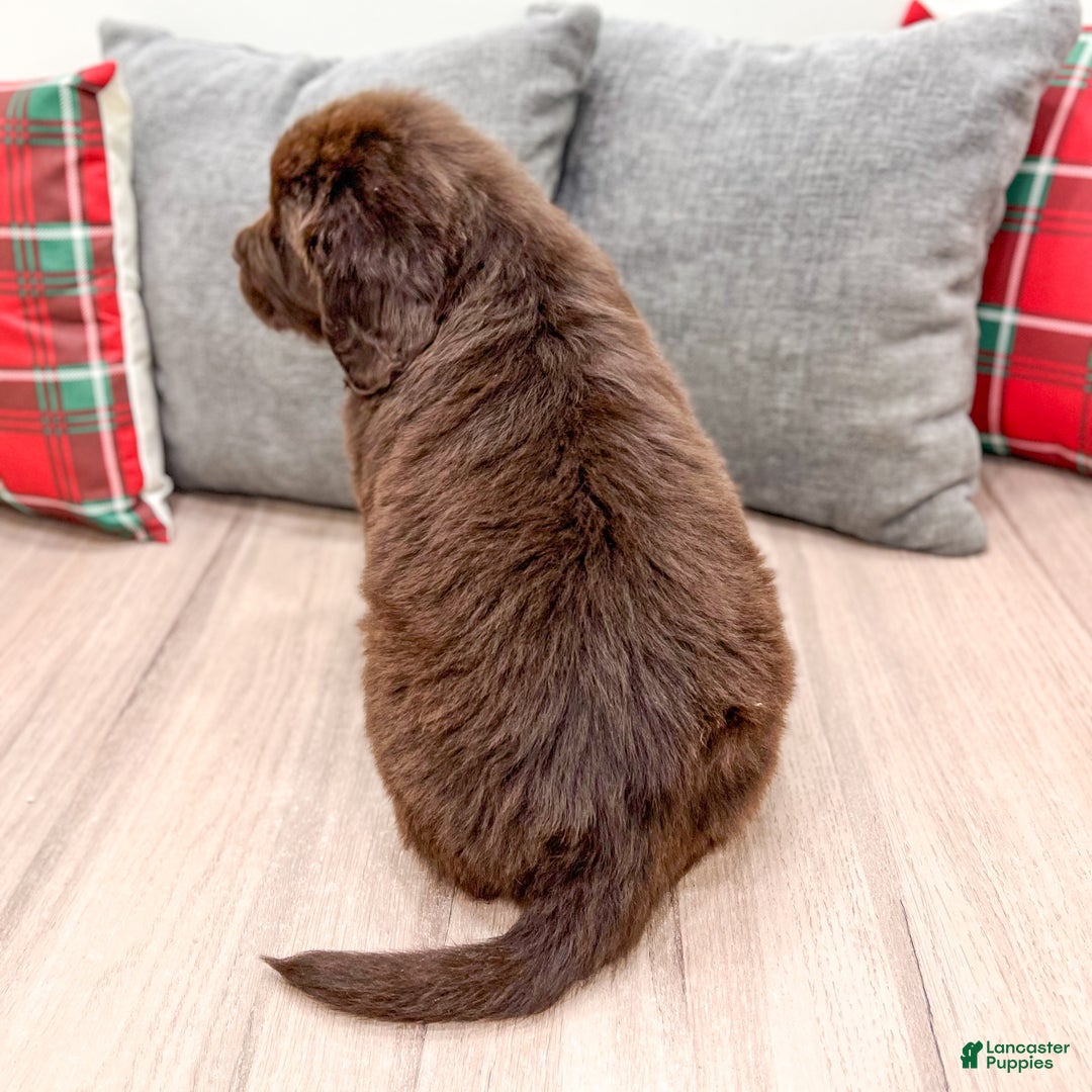 Newfoundland dogs for sale: Harper - Ad 5