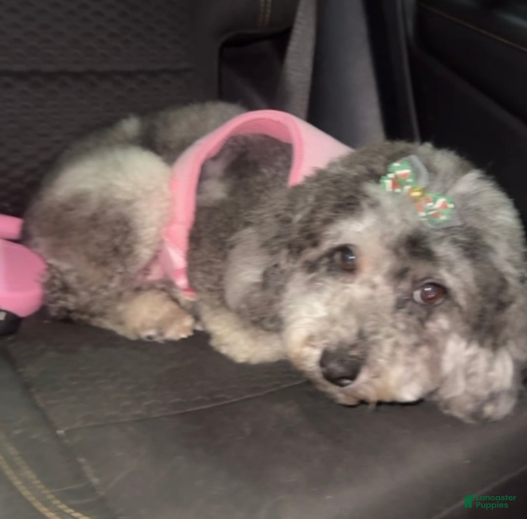 Mini Goldendoodle dogs for sale: Mini Goldendoodle ‘Lennox’  - Ad 4