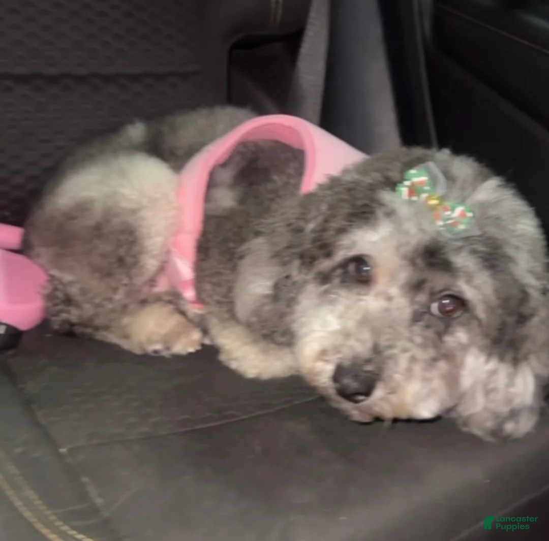 Mini Goldendoodle dogs for sale: Mini Goldendoodle ‘Trix’ - Ad 2