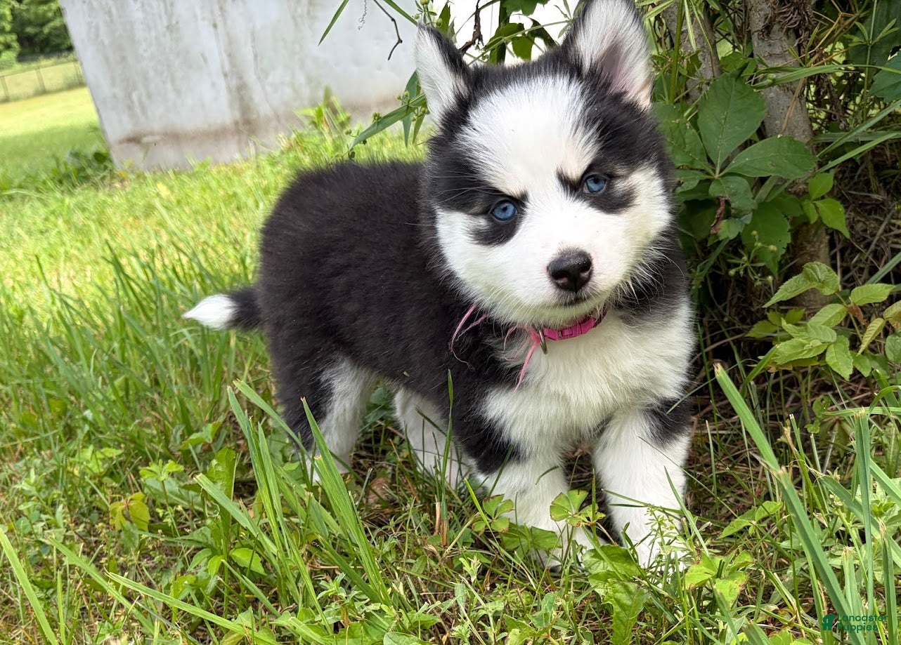 Pomsky dogs Poppy - Ad 1