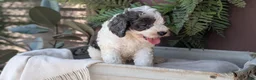 Cockapoo dogs for sale: Heath - Ad 4