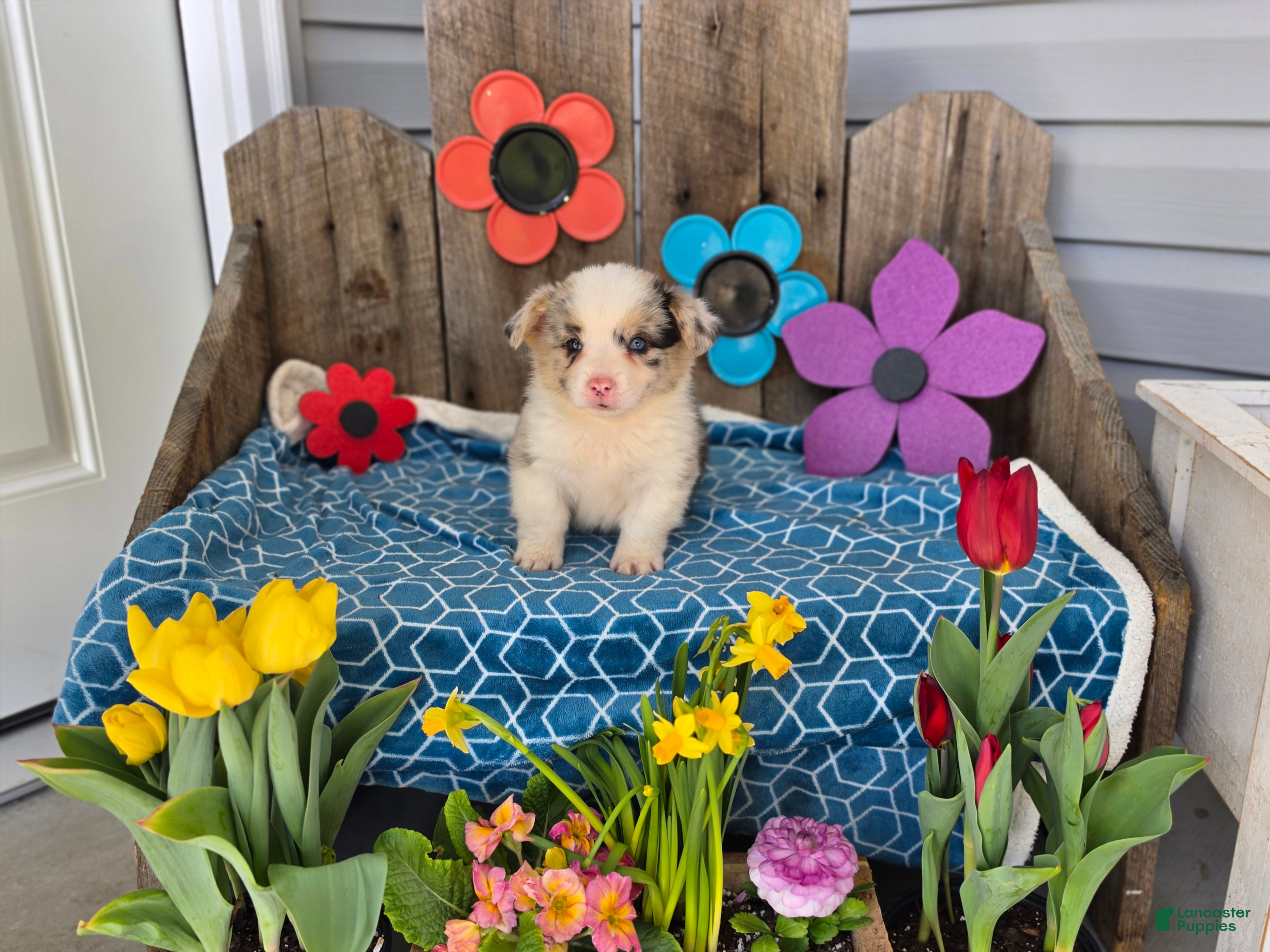 Welsh Corgi Pembroke dogs Winston  - Ad 2