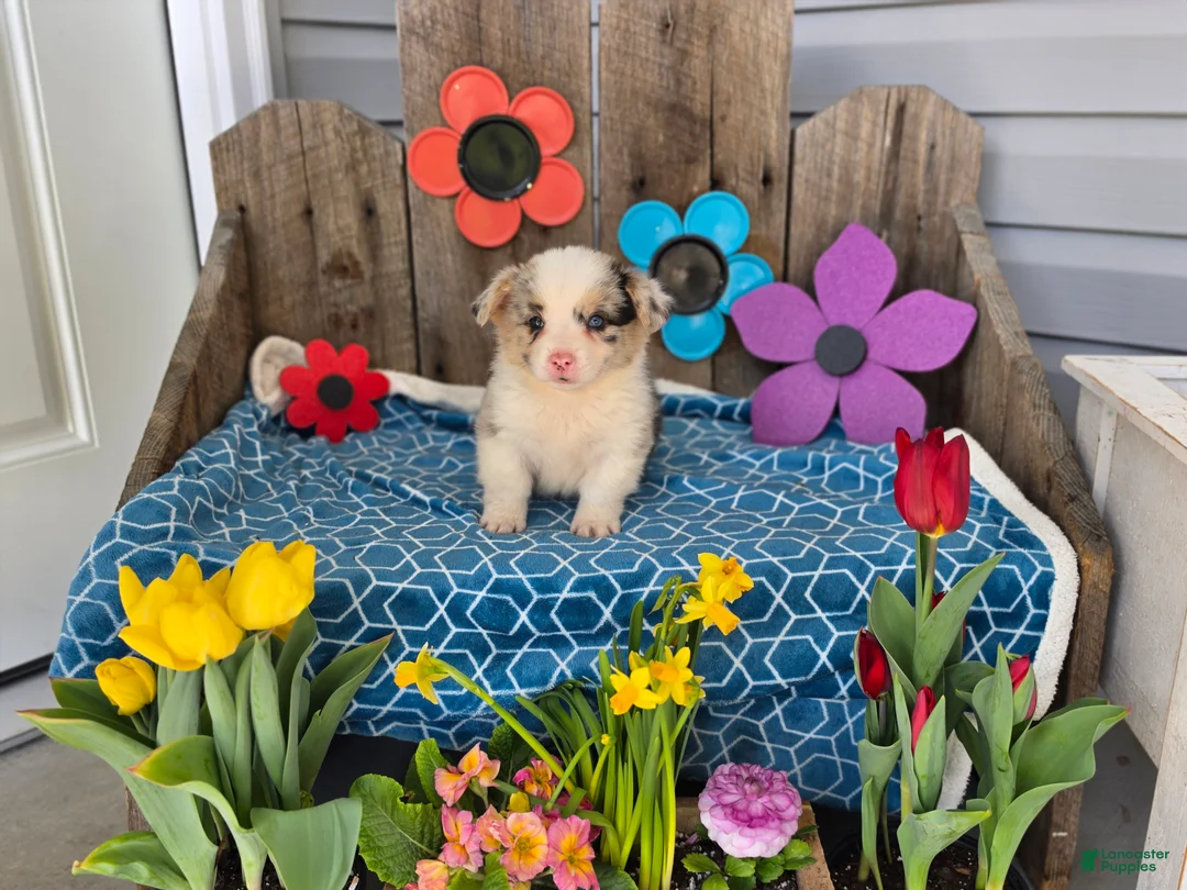 Welsh Corgi Pembroke dogs for sale: Winston  - Ad 2