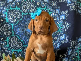 Vizsla dogs for sale: Kami - Ad 1